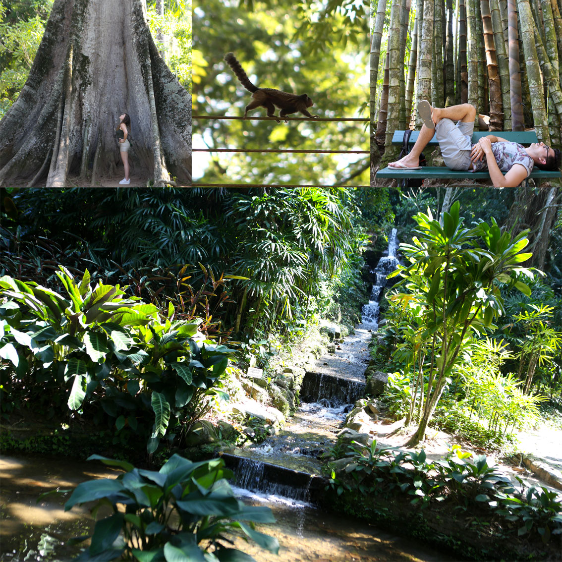 Jardin botanique rio