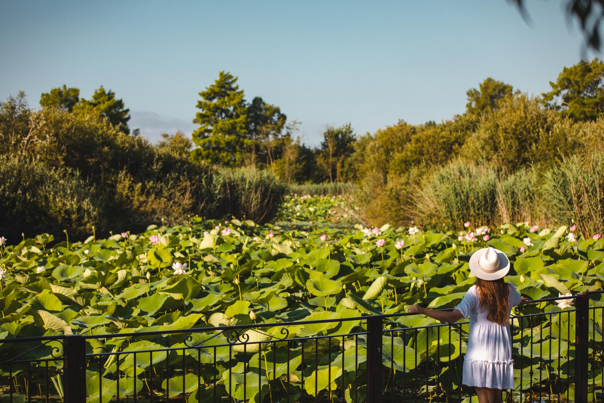 Mougins Tang De Fontmerle Lotus On Met Les Voiles Blog Voyage En