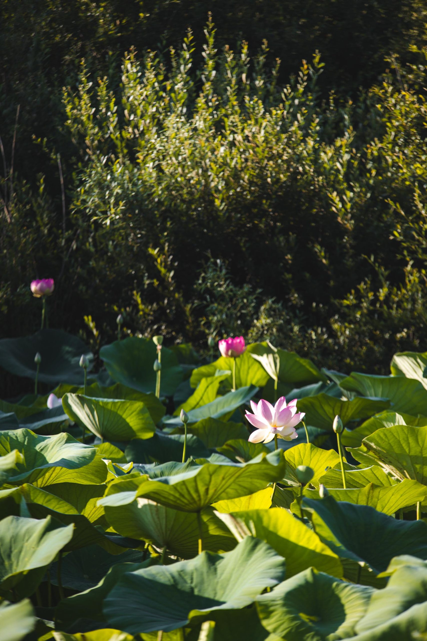 Mougins Tang De Fontmerle Lotus On Met Les Voiles Blog Voyage En