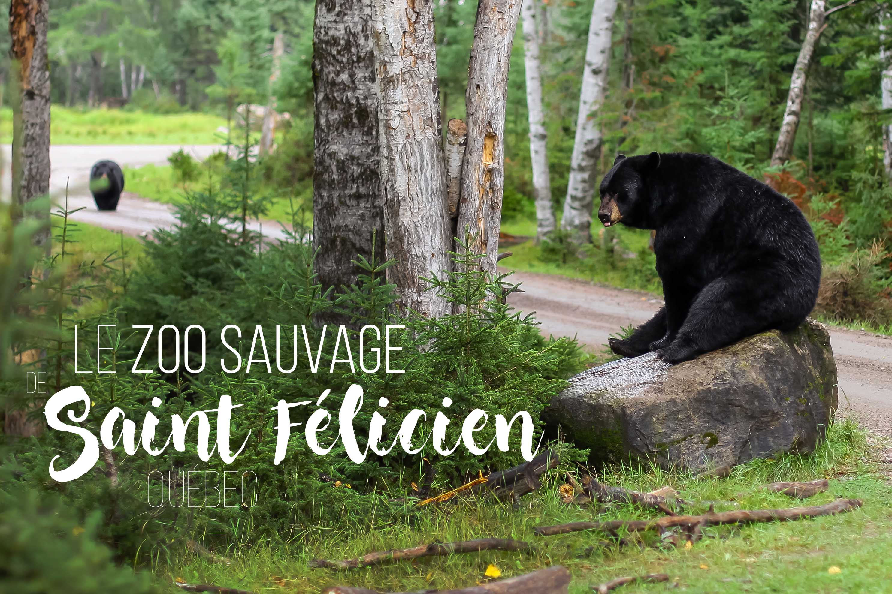 Le zoo sauvage de Saint Félicien : Un Incontournable | On met les voiles | Blog voyage en France et autour du monde