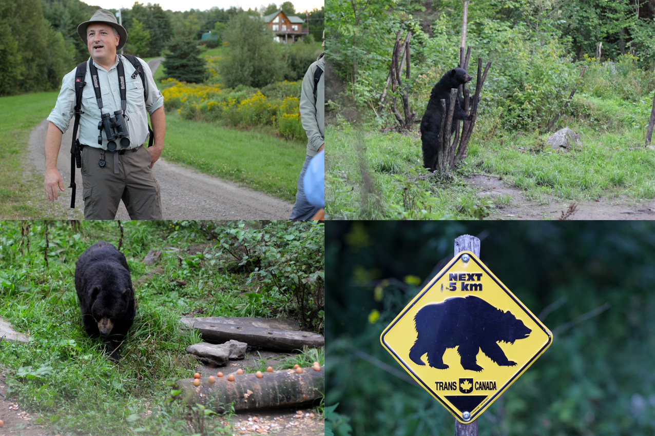 Ours noir mauricie