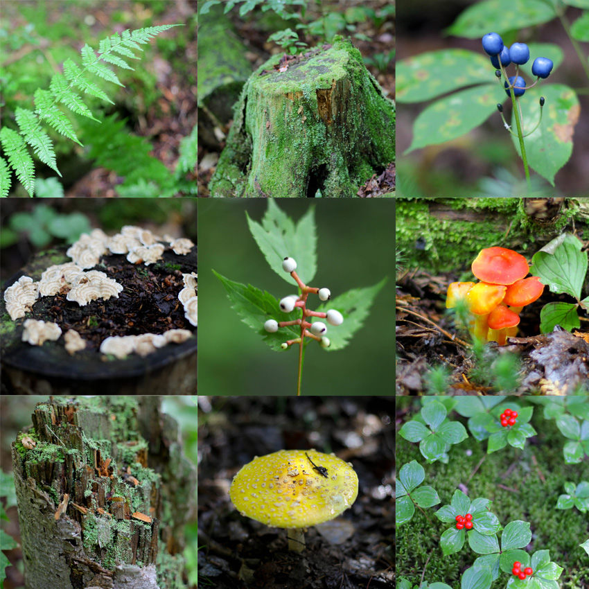 Parc de mauricie 2