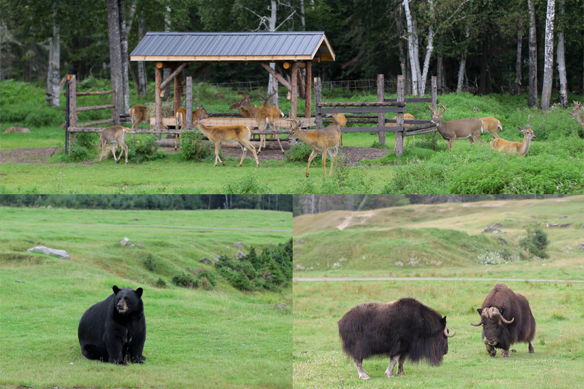 Zoo st felicien 3