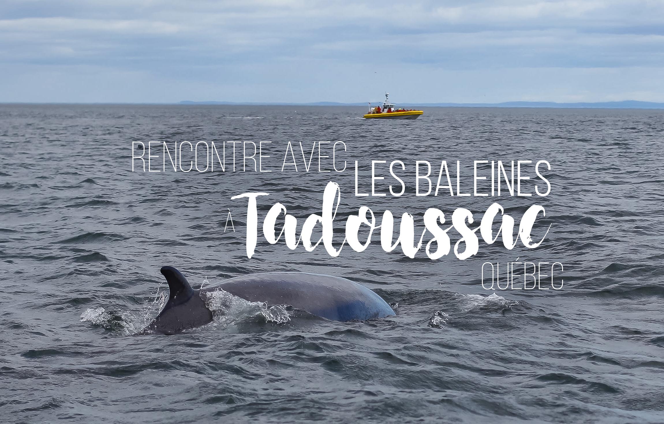 Baleines tadoussac