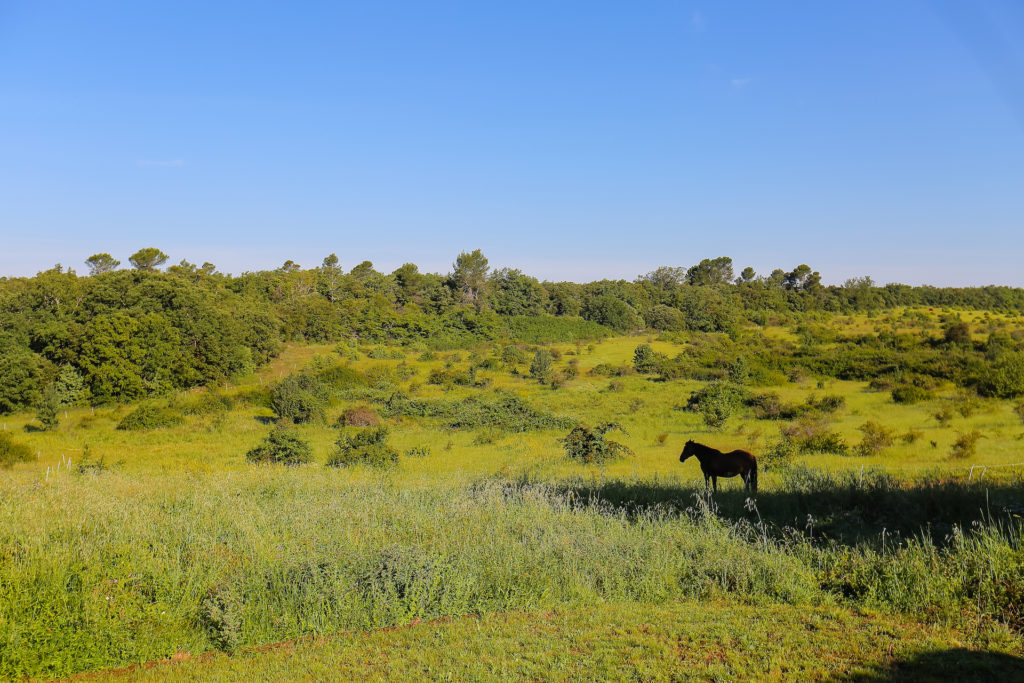 Provence Verte