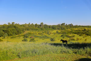 Provence Verte