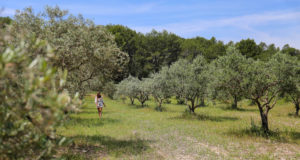 Provence Verte