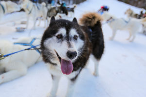 Chien de traineau Queyras
