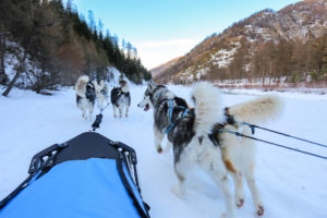 Chien de traineau Queyras