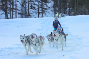 Chien de traineau Queyras
