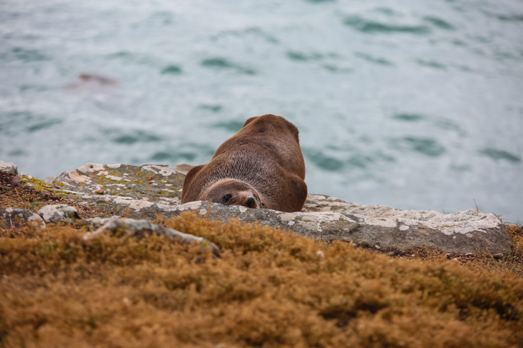 nouvelle zélande animaux marins