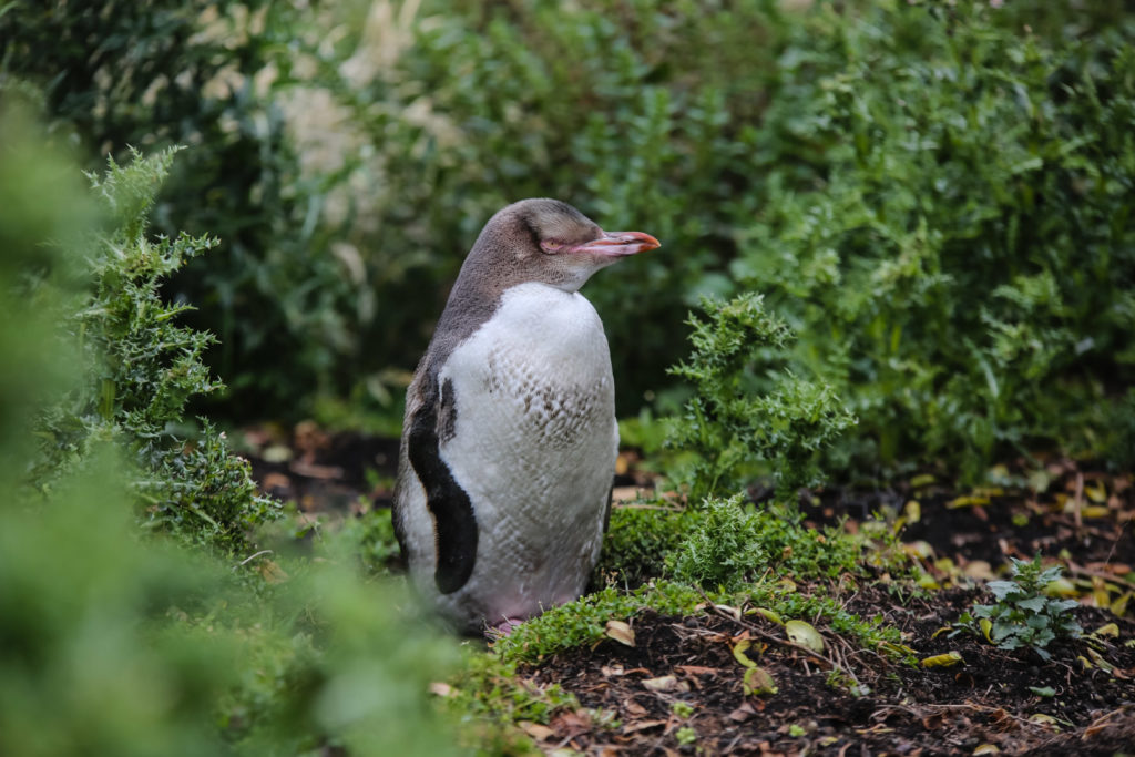 nouvelle zélande animaux marins