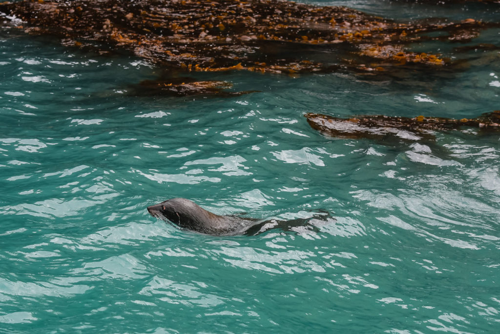 nouvelle zélande animaux marins