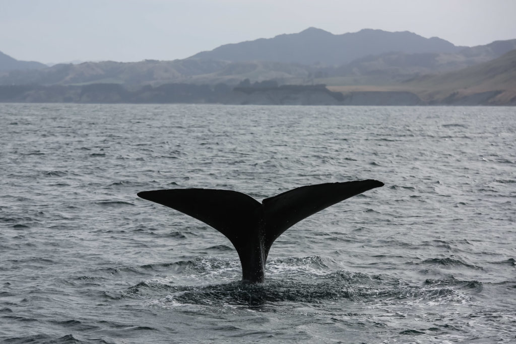 nouvelle zélande animaux marins