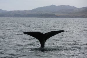 nouvelle zélande animaux marins