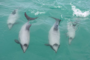 nouvelle zélande animaux marins