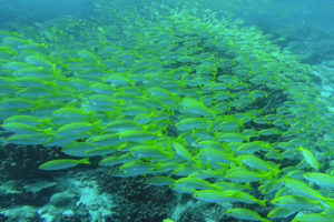 Seychelles animaux marins