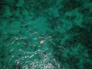 Bahamas animaux marins