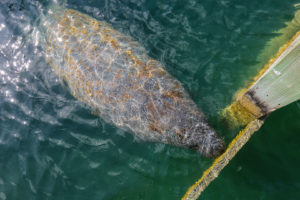 Bahamas animaux marins