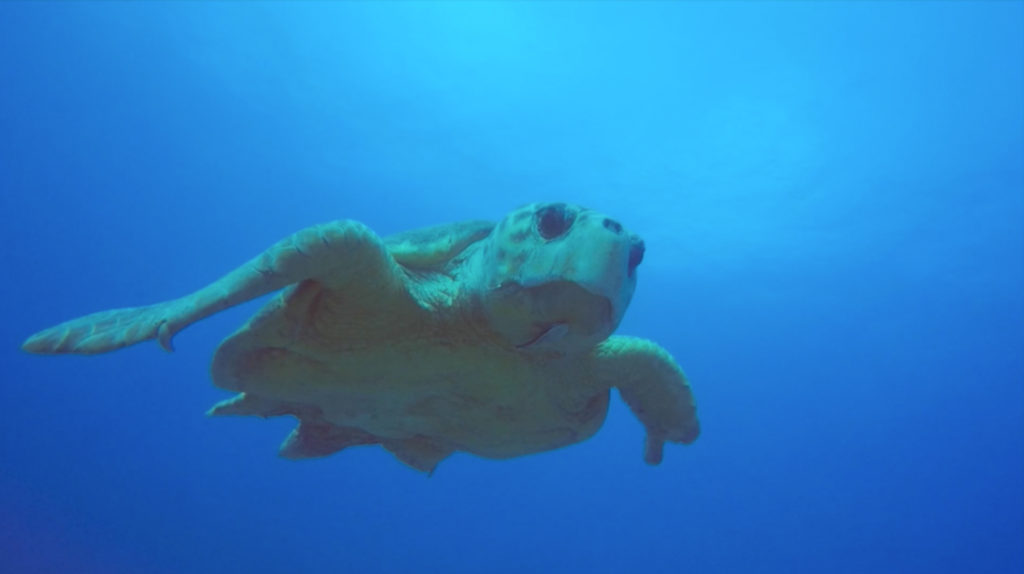 Bahamas animaux marins