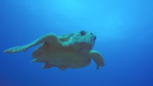 Bahamas animaux marins