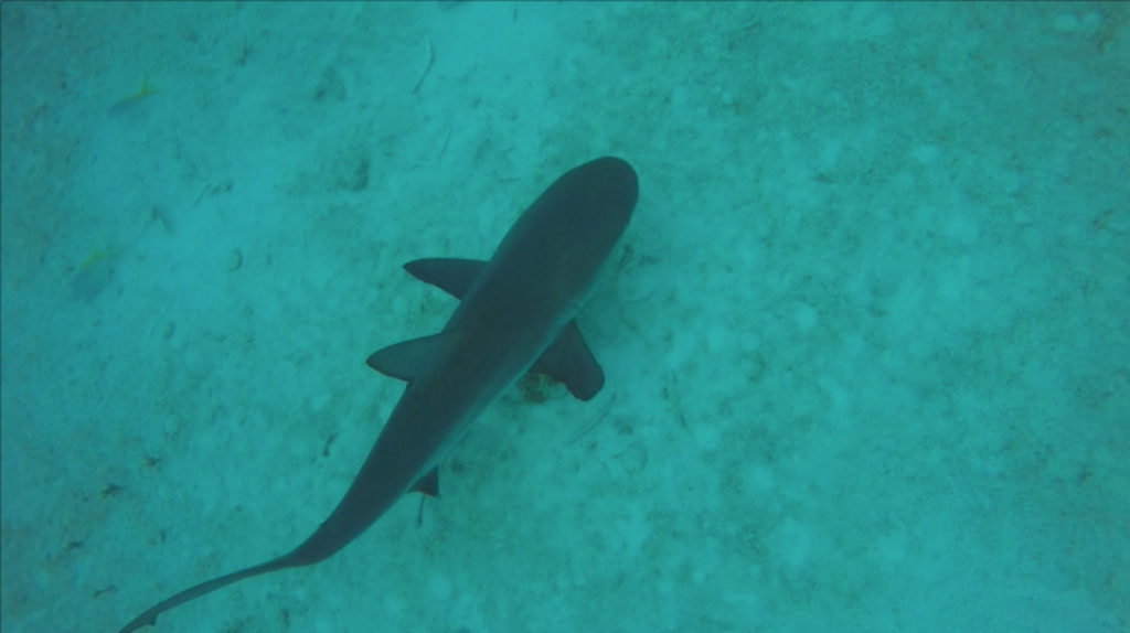 Bahamas animaux marins