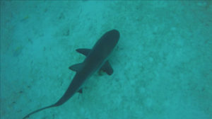 Bahamas animaux marins
