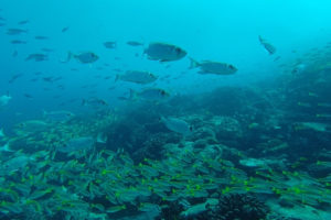 Seychelles animaux marins