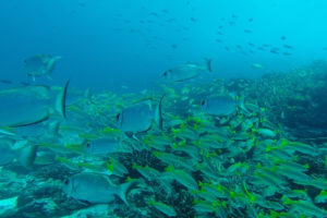 Seychelles animaux marins