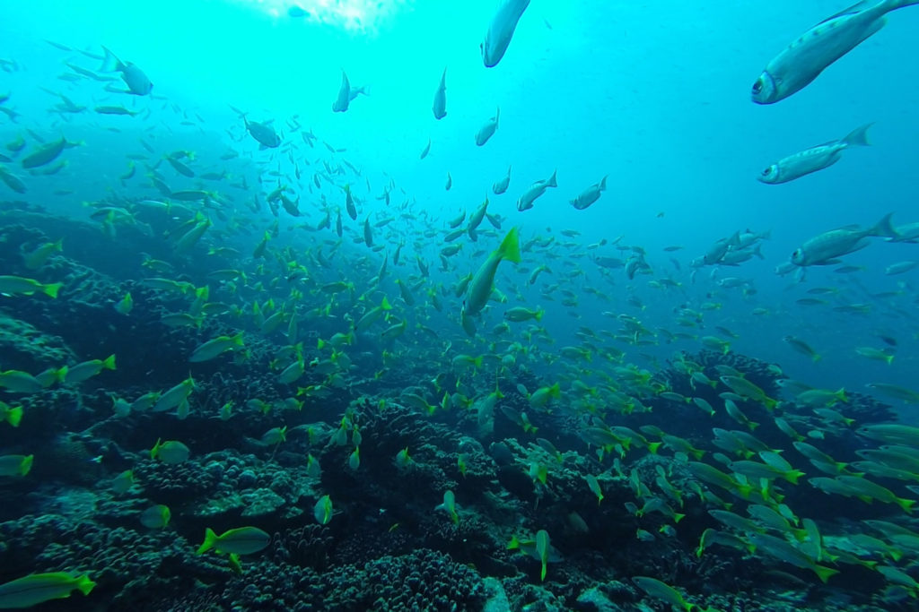 Seychelles animaux marins