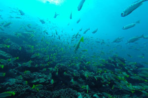 Seychelles animaux marins
