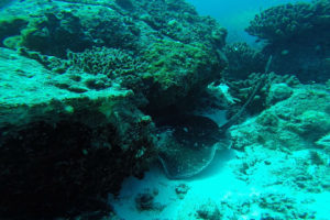 Seychelles animaux marins