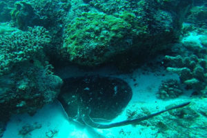 Seychelles animaux marins
