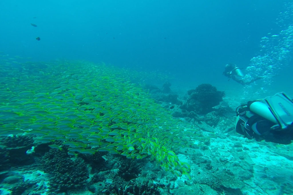 Seychelles animaux marins