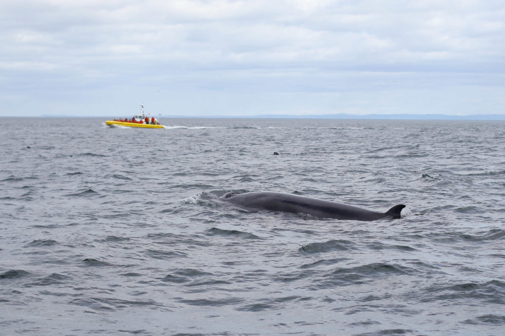 quebec animaux marins