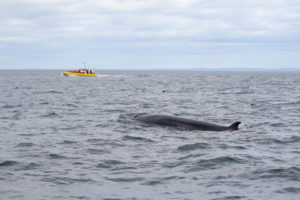 quebec animaux marins