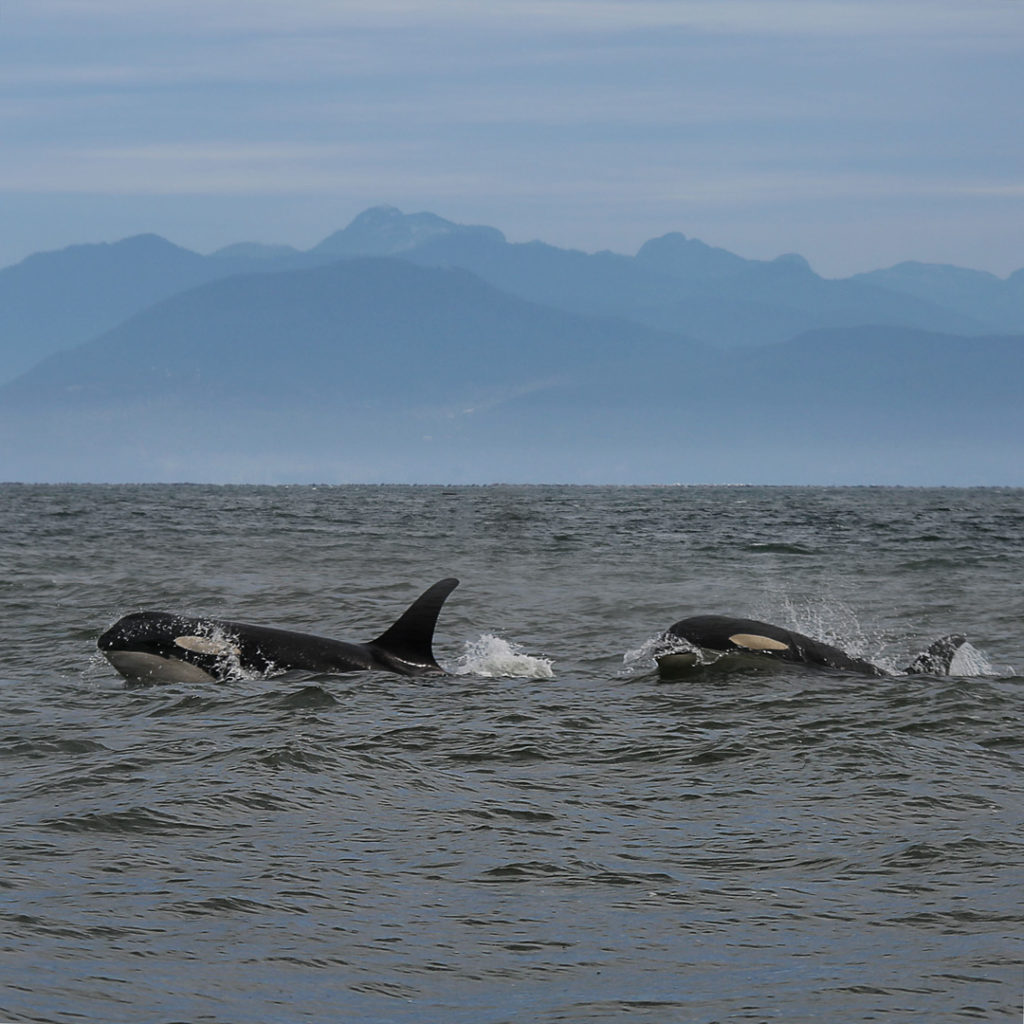 Vancouver orques