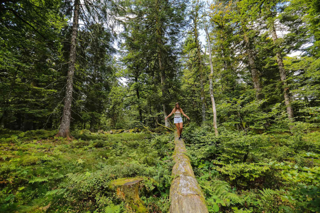 vosges
