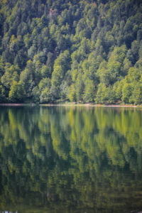 Vosges