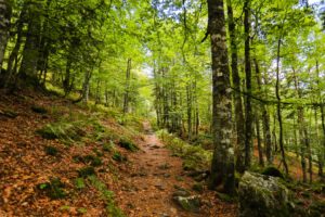 vosges