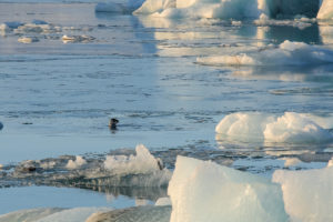 Islande - Jokulsarlon phoque