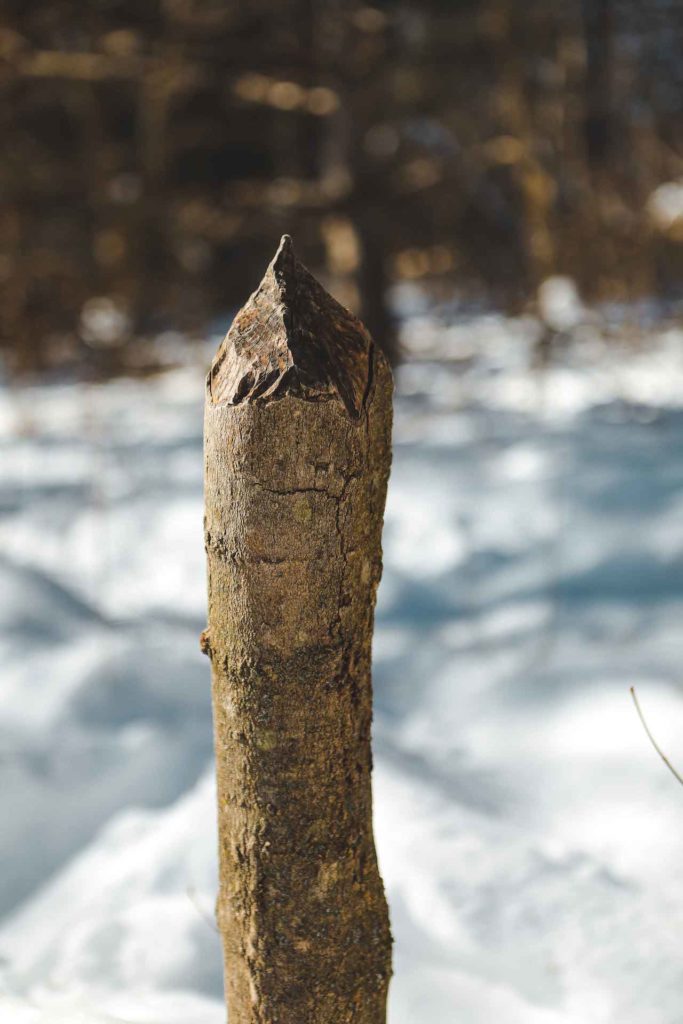 Arbre sculpté par un castor près de Chelsea au Québec