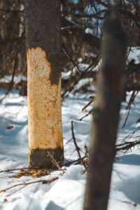 Arbre rongé par un castor dans le Parc de la Gatineau au Québec