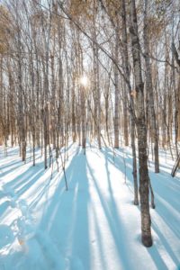 Près du sentier de la sucrerie dans le parc de la Gatineau dans l'Outaouais au Québec
