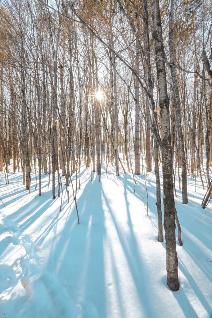 Près du sentier de la sucrerie dans le parc de la Gatineau dans l'Outaouais au Québec
