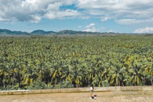 coconut view desk siargao