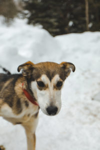 Chien de l'attelage de la lièvre dans l'Outaouais au Québec