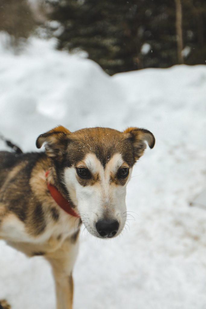 Chien de l'attelage de la lièvre dans l'Outaouais au Québec