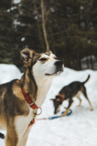 Portrait d'un chien de traîneau au Québec