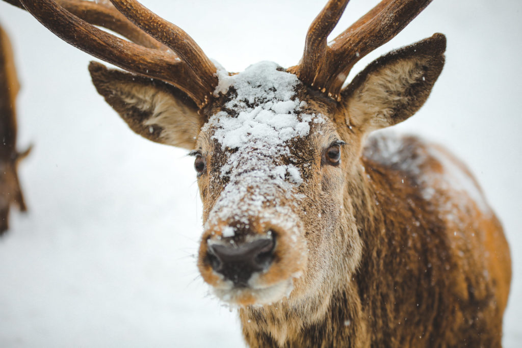Portrait d'un cerf sous la neige au parc Oméga au Québec en hiver